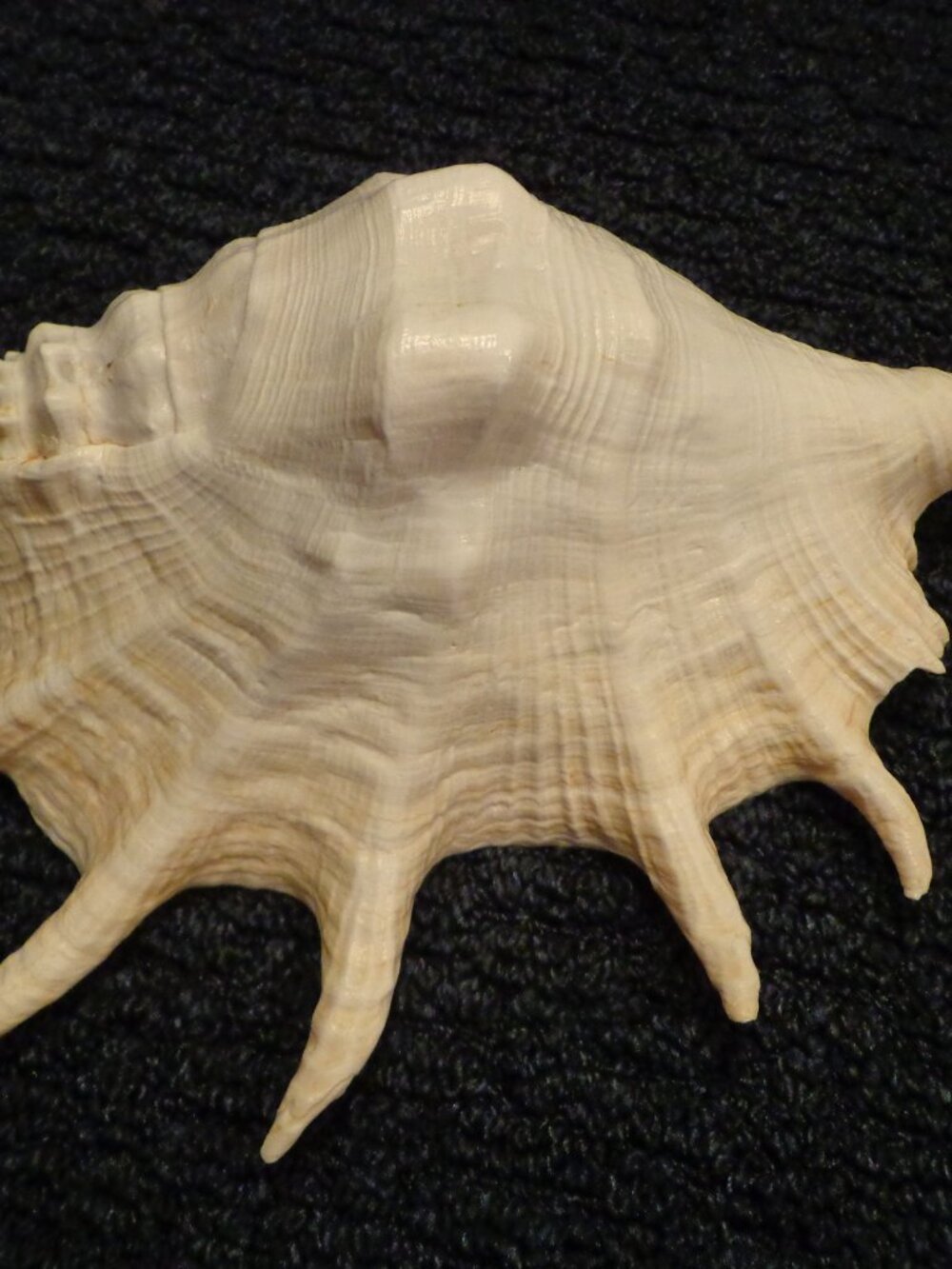 Sea Shell Truncata Spider 14" Authentic Ocean Life Coastal Ocean Life - Picture 2 of 4